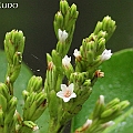 Aegialitis annulata (Club Mangrove)　Plumbaginaceae<br />Canon EOS 7D + EF400 F5.6